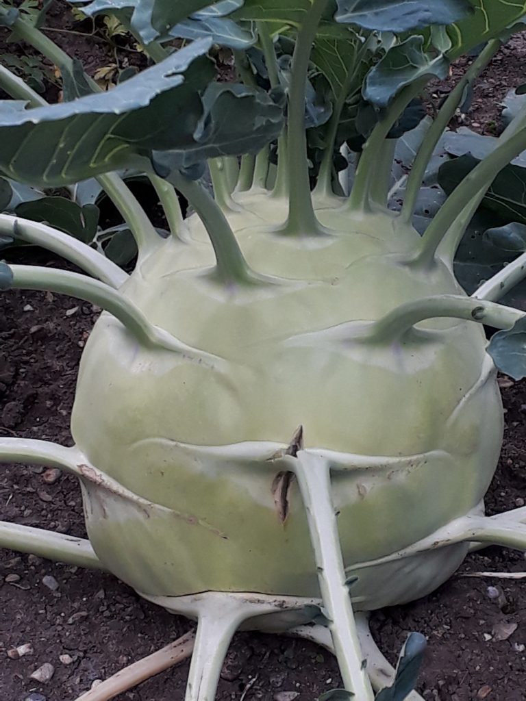 Gartenarbeit im Frühling: Kohlrabi im Gemüsebeet