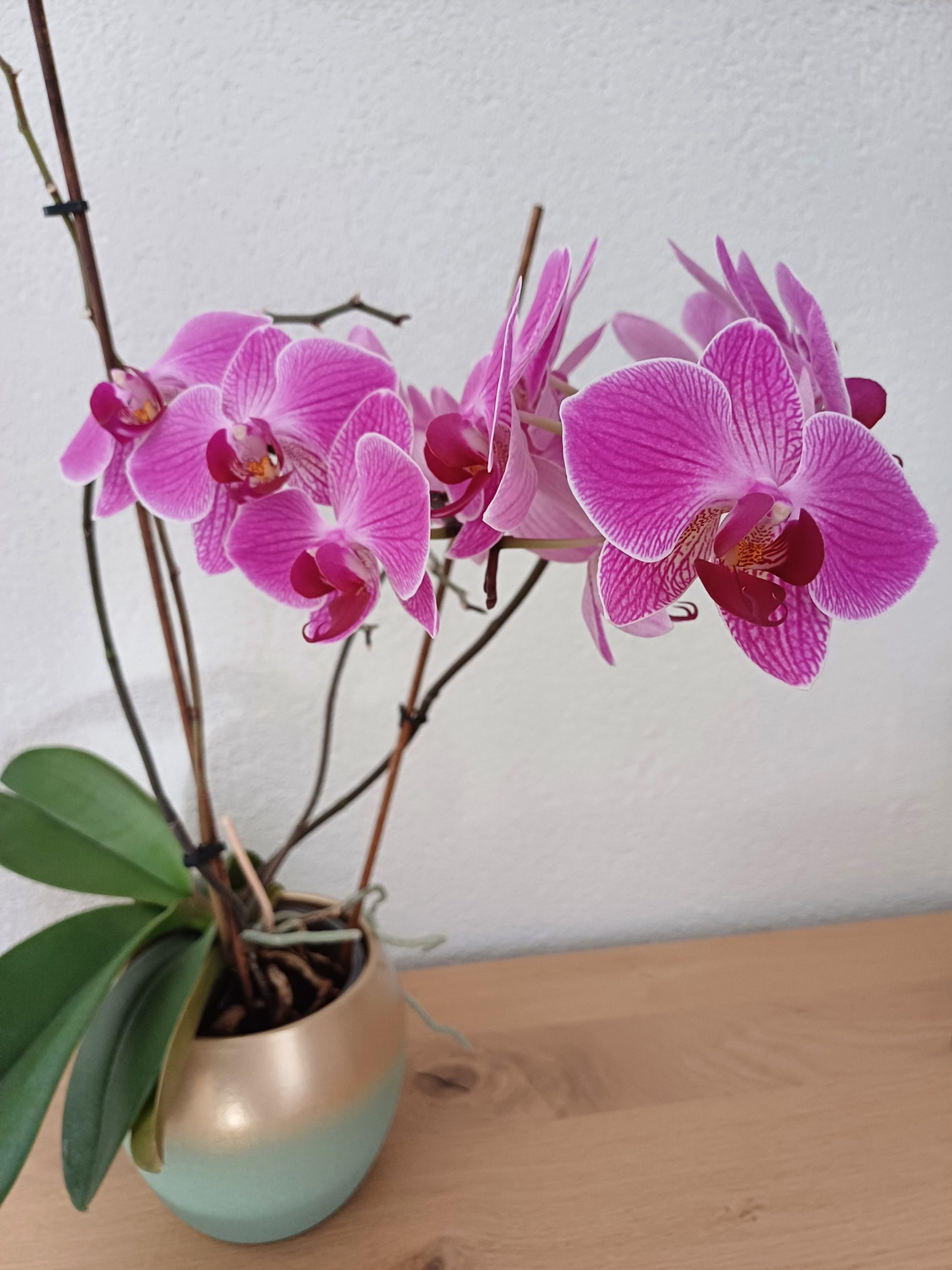 Blühende Orchidee als dekorative Zimmerpflanze
