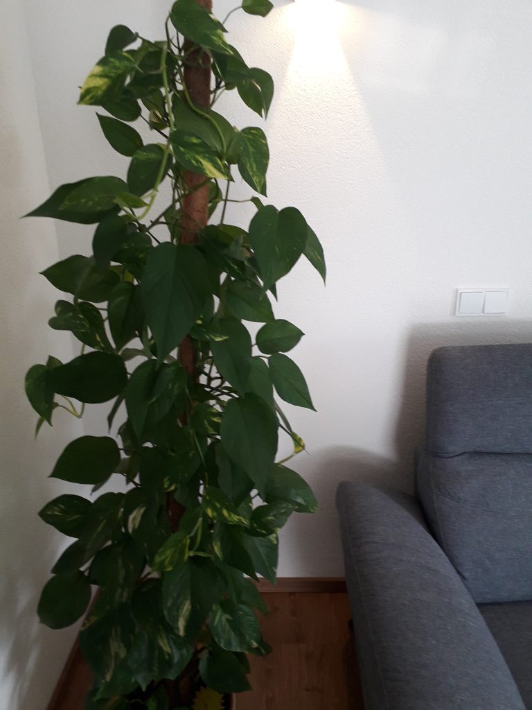 Efeutute als robuste Zimmerpflanze