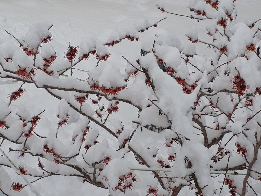 Blühende Zaubernuss im Winter Blühende Zaubernuss als winterharte Gartenpflanze