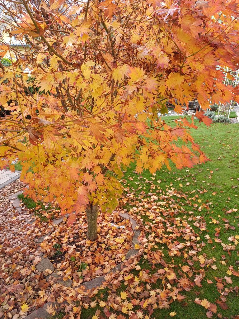 Herbstlicher Garten vor dem Winter Herbstlicher Garten vor dem Winter