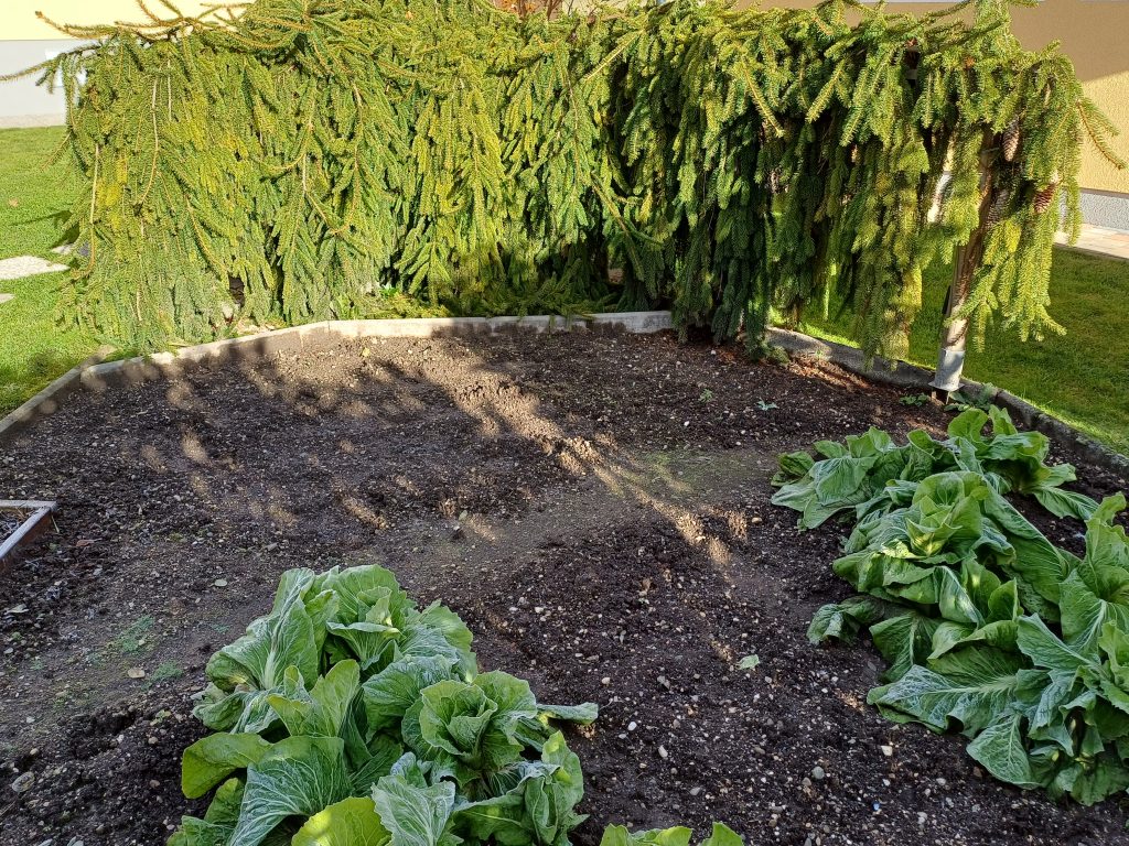 Windschutz für Gemüsegarten durch eine Hängefichte Windschutz im Garten, weshalb Windschutz wichtig ist