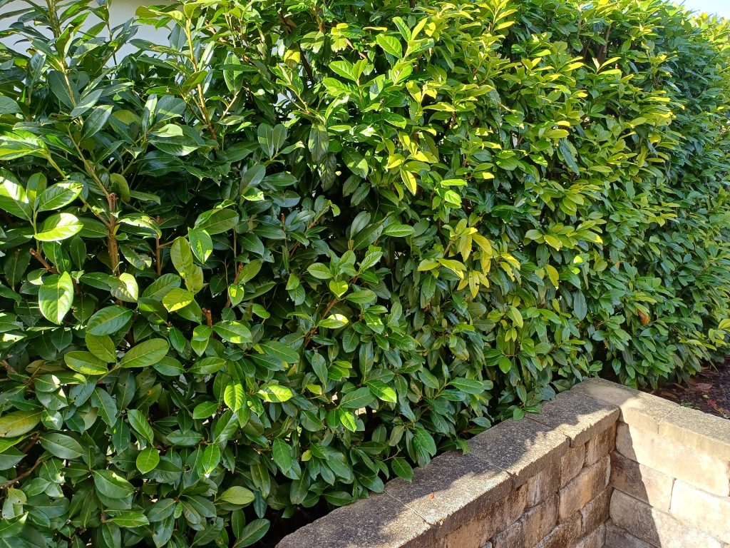Windschutz durch eine Hecke mit Kirschlorbeer Windschutz im Garten, weshalb Windschutz wichtig ist