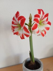 Blumen online kaufen, bietet euch eine Fülle von Vorteilen