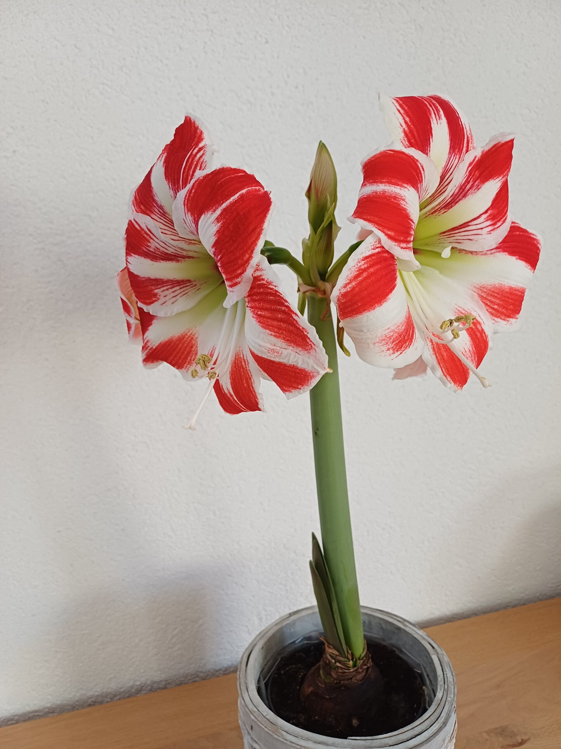 Amaryllis Amaryllis – Blumen online kaufen und frisch liefern lassen