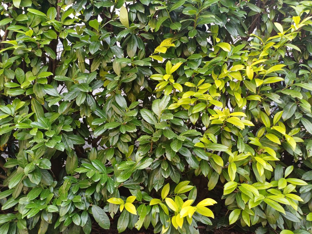 Kirschlorbeerhecke als immergrüne Einfassung Dichte Kirschlorbeerhecke als immergrüne Gartengrenze