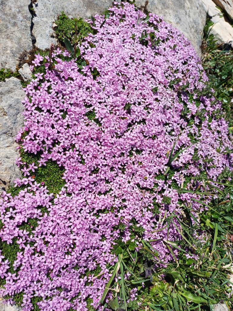 Stängelloses Leimkraut Stängelloses Leimkraut als Alpenpflanze für den Garten