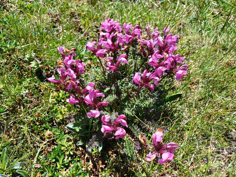 Pyrenäen-Läusekraut Rosa Blüten des Pyrenäen-Läusekrauts