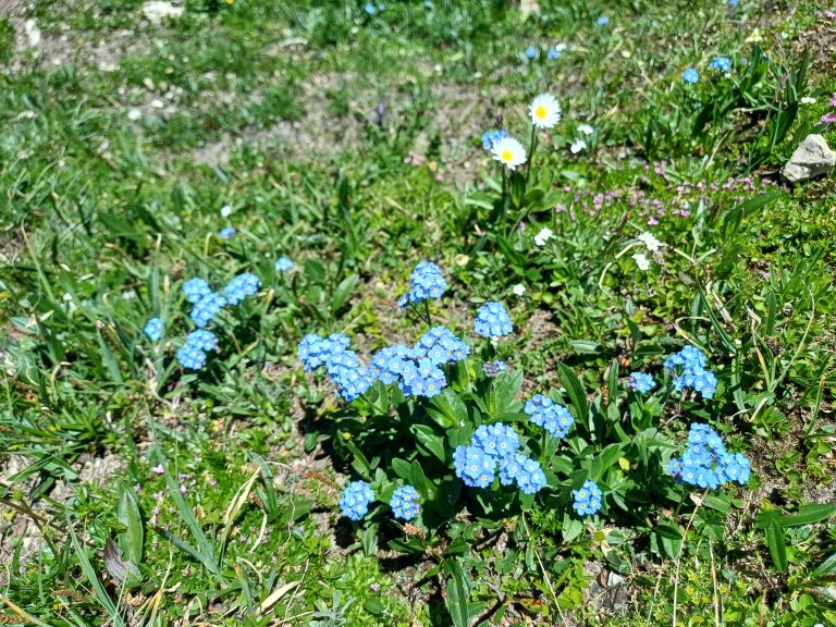 Alpen-Vergissmeinnicht Alpen-Vergissmeinnicht bei Alpenblumen für den Garten