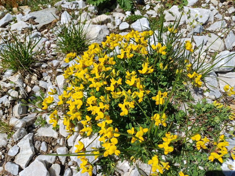 Gewöhnlicher Hornklee Gewöhnlicher Hornklee mit gelben Blüten