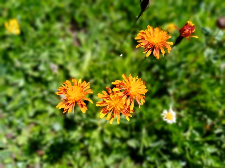 Gold-Pippau Orangefarbene Blüten des Gold-Pippaus