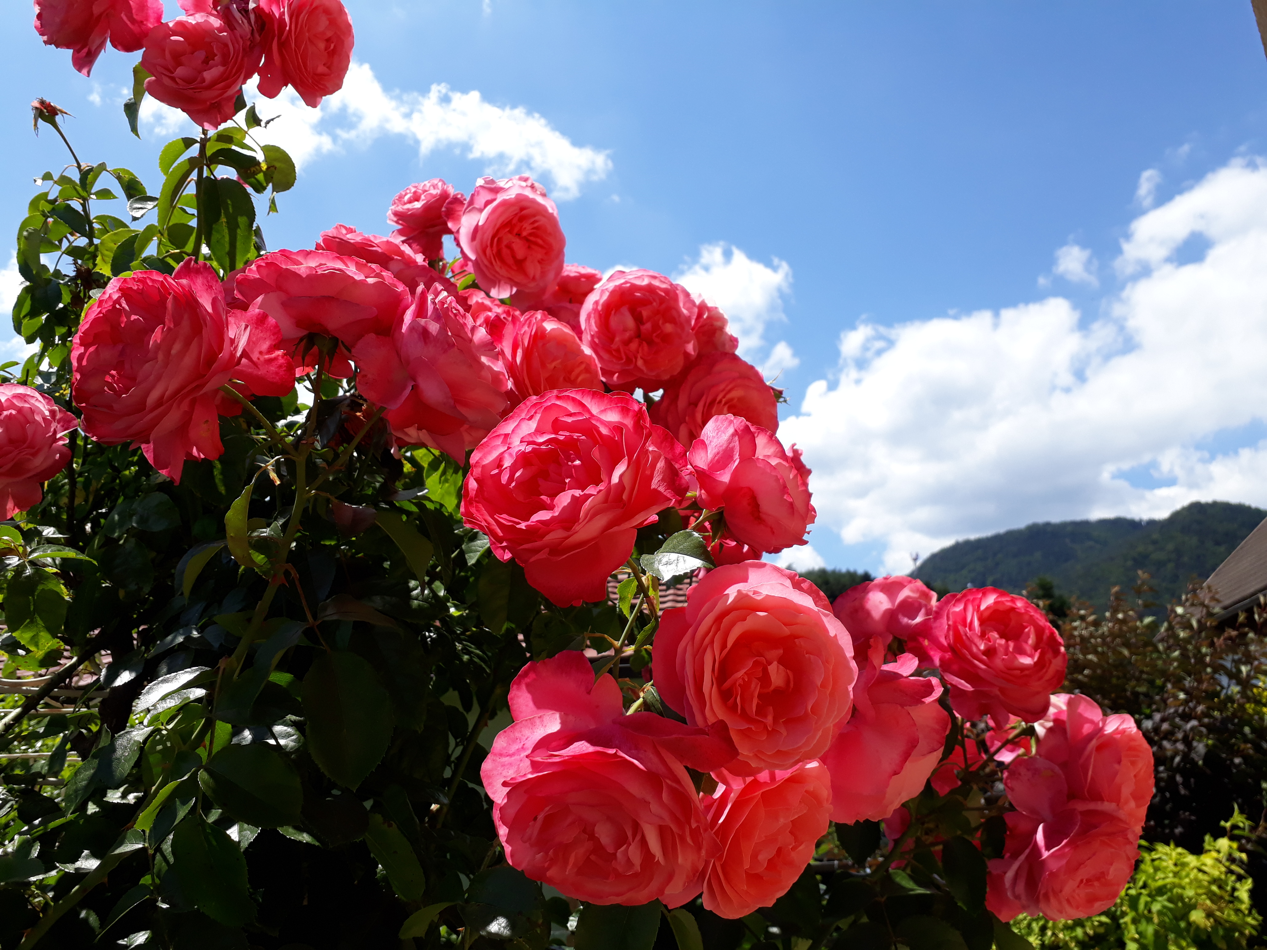 Strauchrose Strauchrose – Blumen und Blütensträucher für den Garten