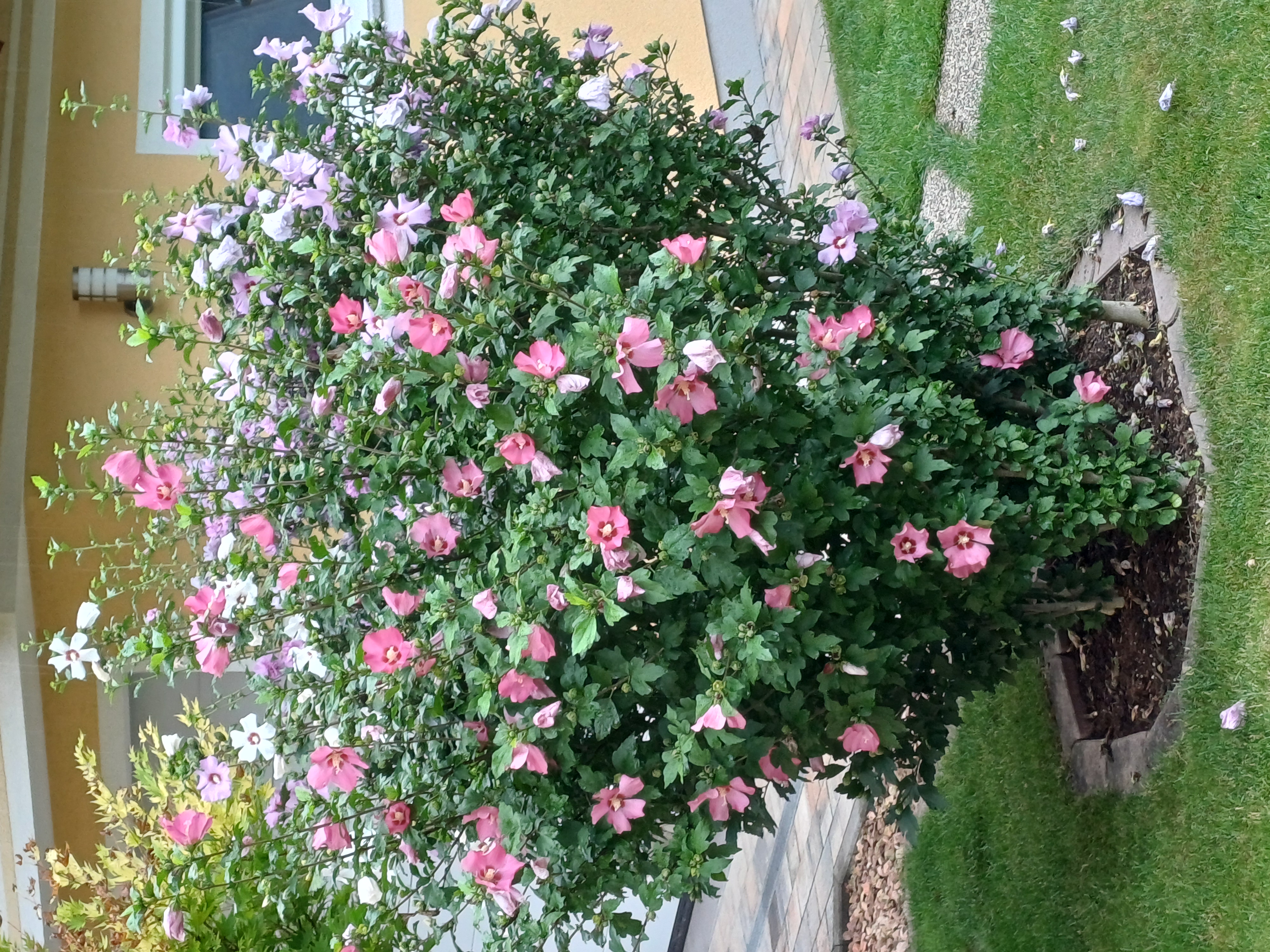 Gartenhibiskus als Blütenstrauch für den Garten Gartenhibiskus mit großen Blüten