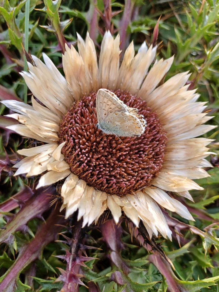 Silberdistel Silberdistel unter Alpenblumen für den Garten