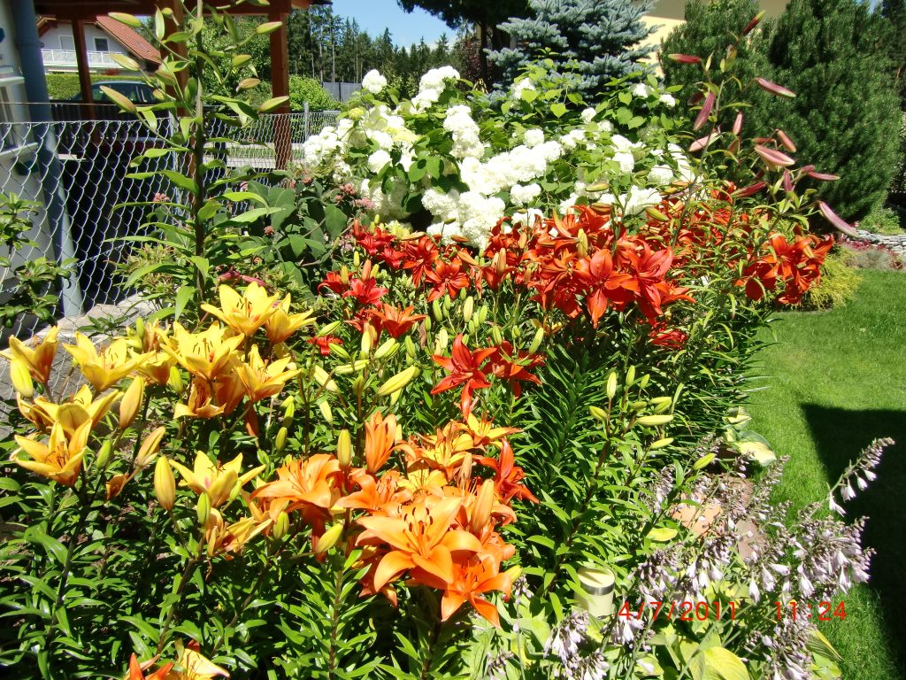 Aktionen bei Mein schöner Garten mit farbenprächtigen Lilien