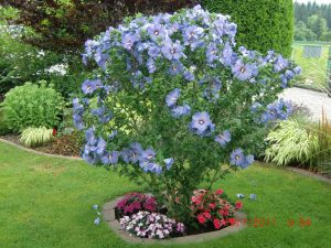 Eibisch Aktionen - Mein schöner Garten DE, Rabatte und Aktionen