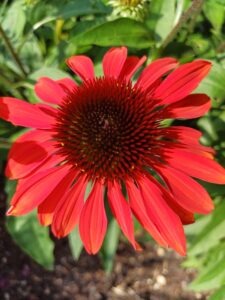 Mehr Wohlbefinden im Alltag: Die Kraft frischer Blumen