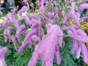 20 Gartentipps für einen gesunden und blühenden Garten
