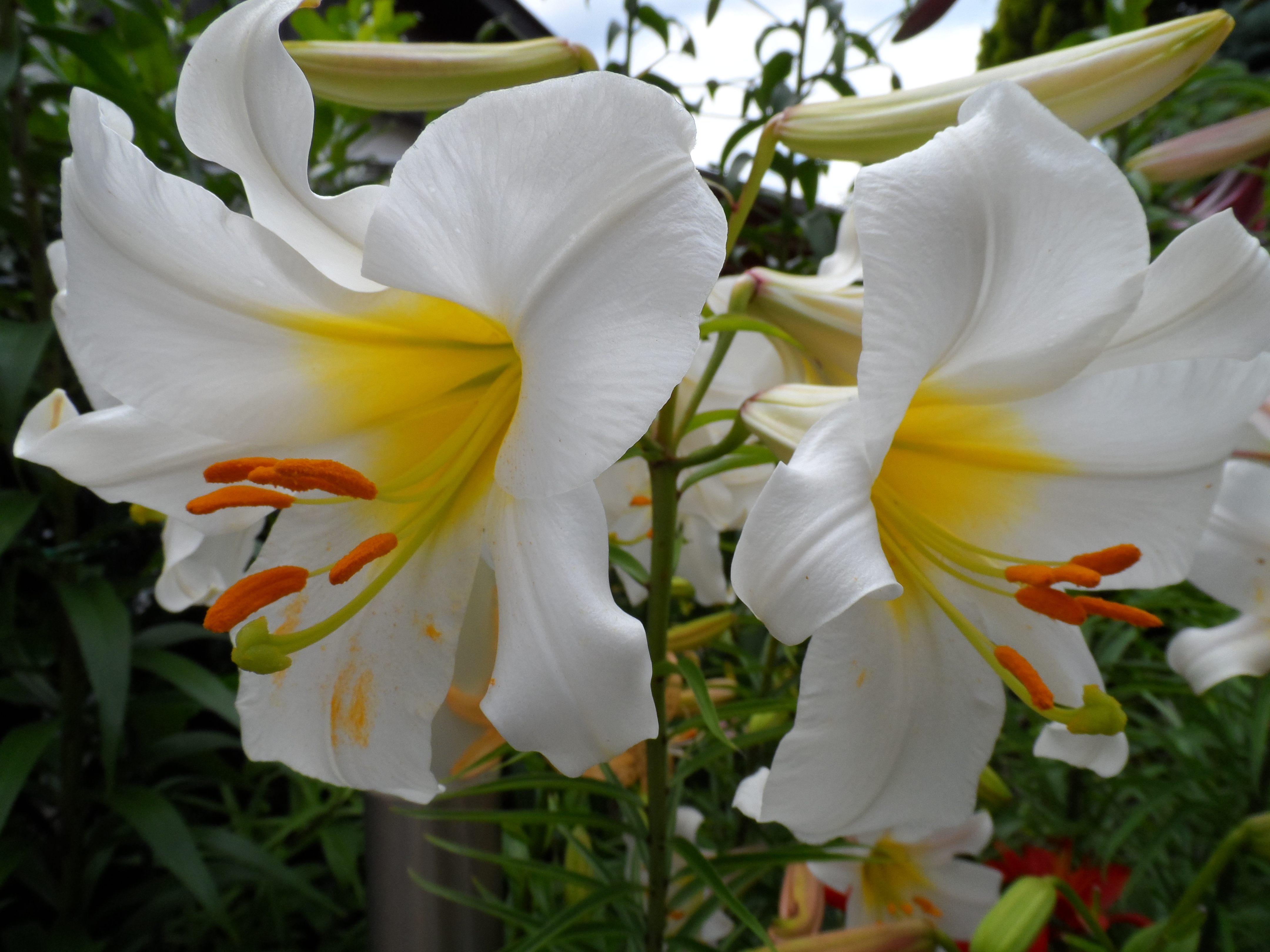 Taglilien Taglilien – Blumen und Blütensträucher für den Garten