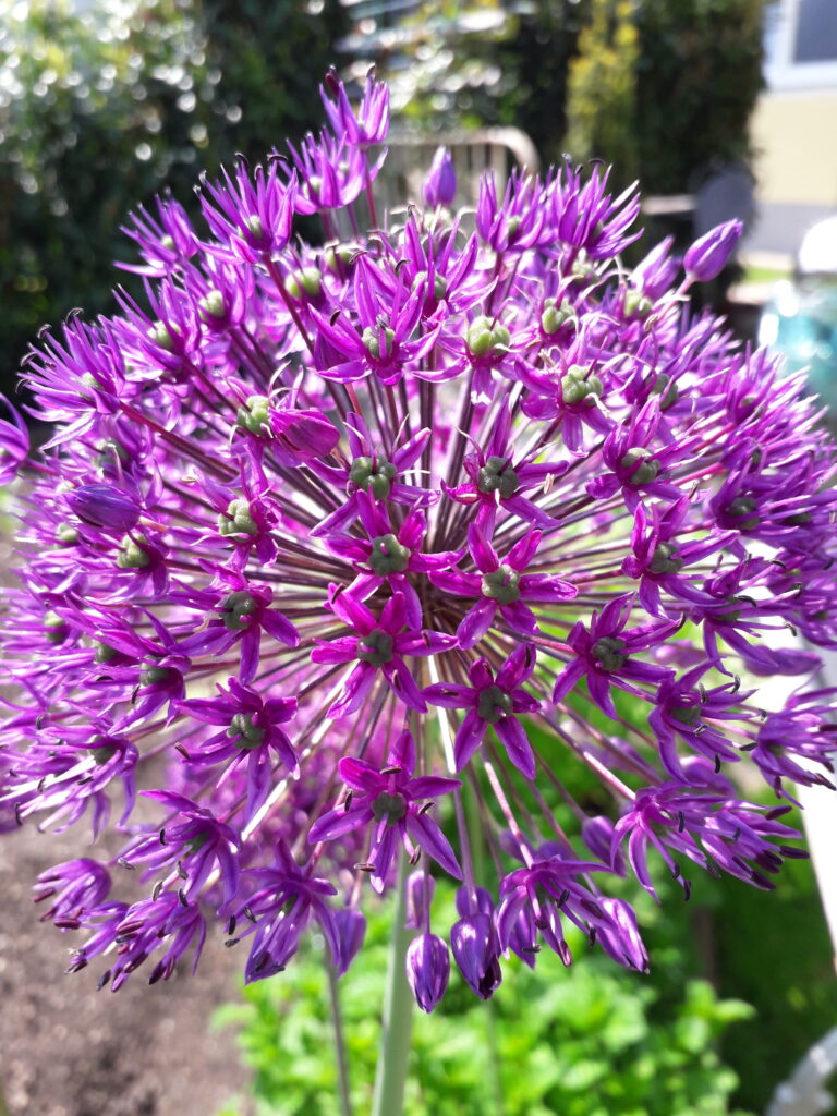 Violetter Zierlauch im Garten Blumenzwiebeln im Herbst pflanzen: violetter Zierlauch im Garten