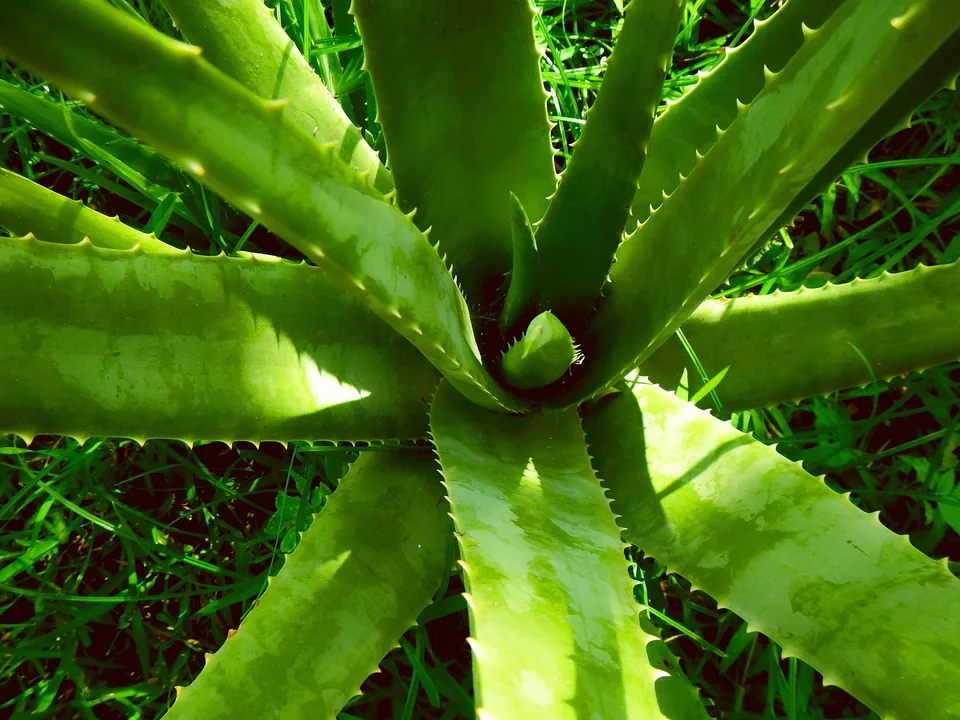 Aloe vera mit fleischigen grünen Blättern