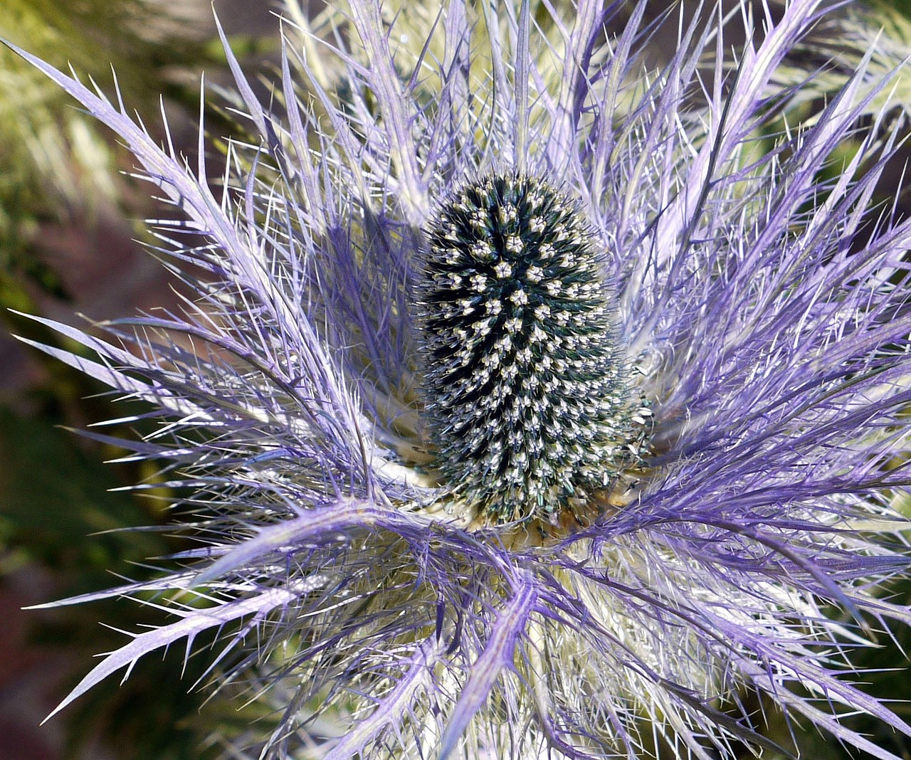 Stahlblaue Blüten des Alpen-Mannstreus