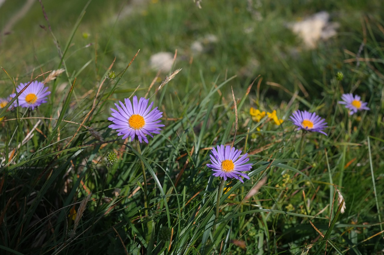 Violette Alpen-Aster unter Alpenblumen für den Garten
