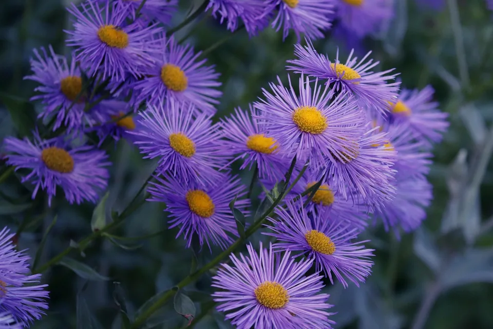 Astern mit violetten Herbstblüten