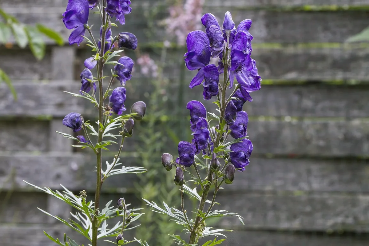 Blauer Eisenhut als stark giftige Herbstblume