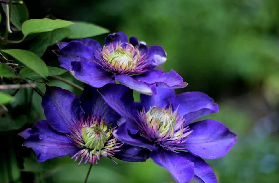 Blaue Clematis an einem Rankgitter