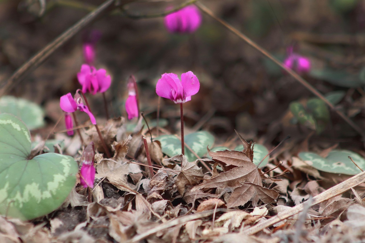 Rosafarbenes Alpenveilchen unter Alpenblumen für den Garten