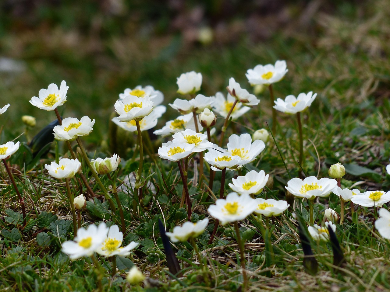 Weiße Silberwurz unter Alpenblumen für den Garten