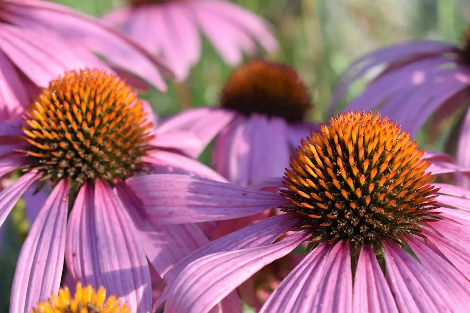 Rosa blühender Purpursonnenhut Echinacea purpurea als Heilpflanze