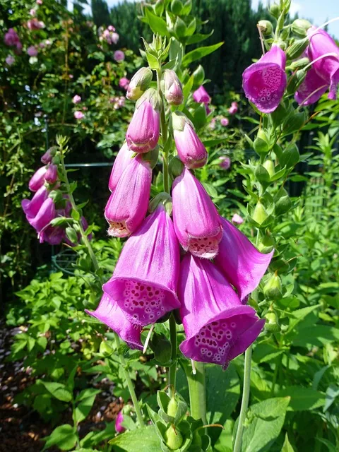 Violetter Fingerhut in einem naturnahen Beet