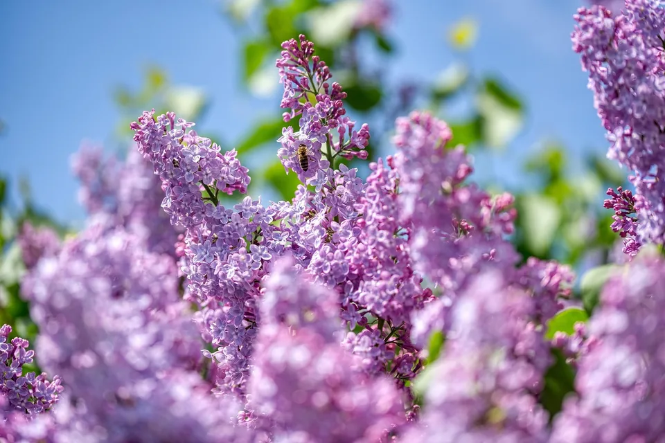 Violetter Flieder als duftender Blütenstrauch für den Garten