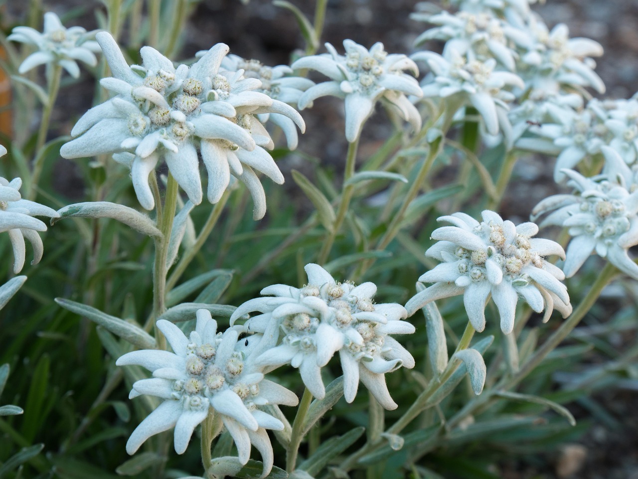 Alpenblumen für den Garten mit weißem Edelweiß