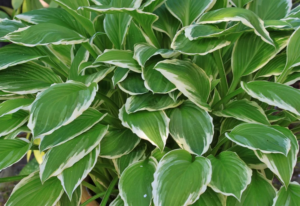 Funkien mit grünen Blättern im schattigen Garten