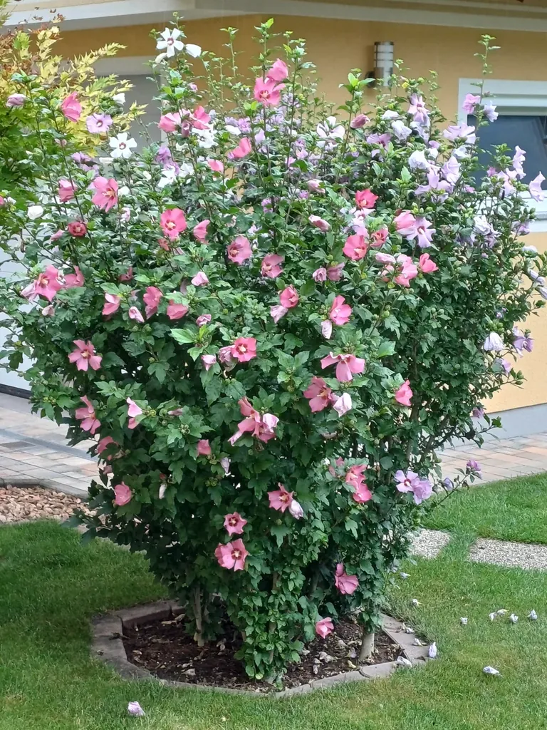 Rosafarbener Gartenhibiskus als Blütenstrauch für den Garten