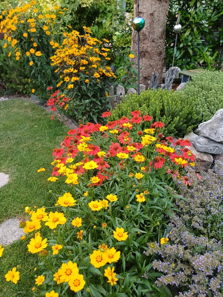 Gelbes Mädchenauge in einem gesunden Garten