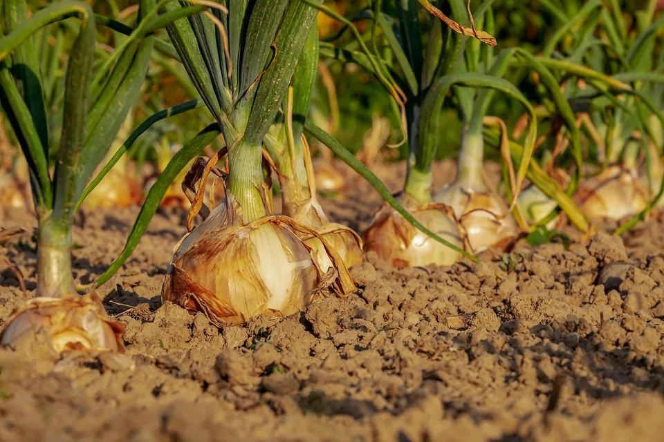 Zwiebelfeld als Gartentipp für einen gesunden Garten