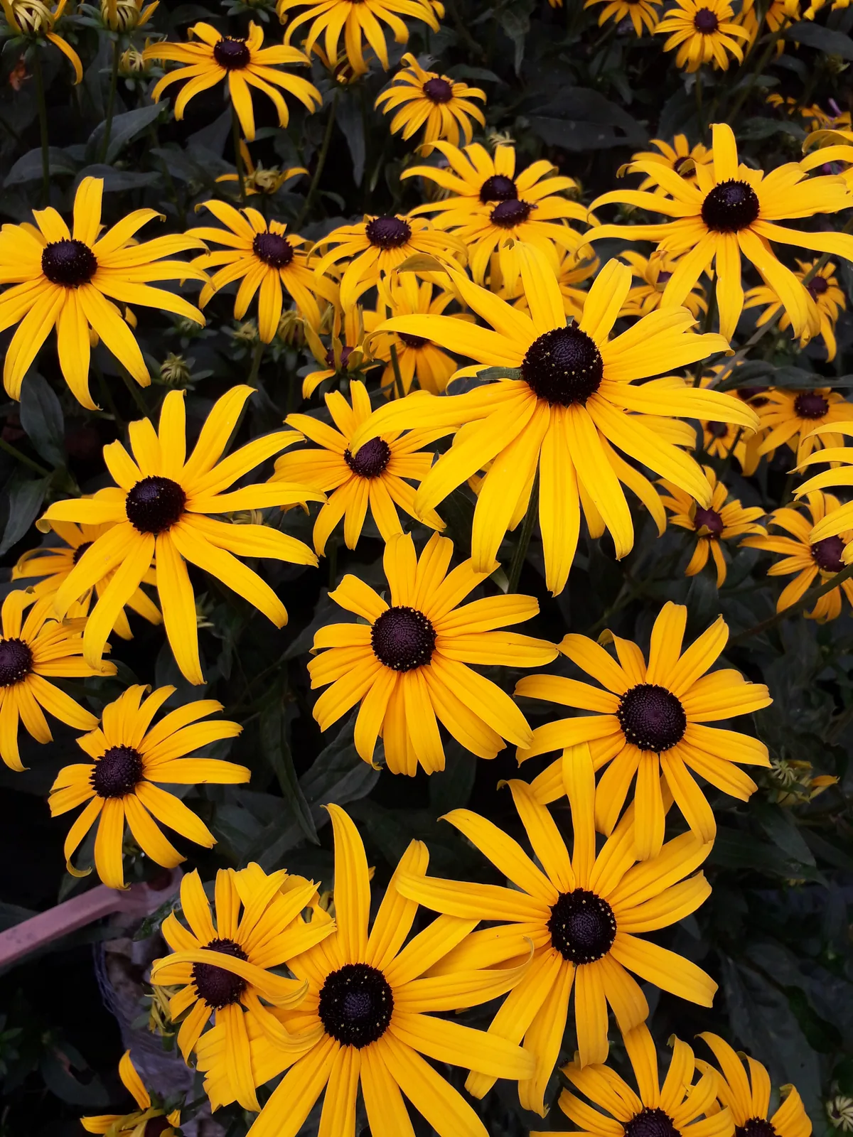Gelber Sonnenhut als Herbstblüher mit dunkler Blütenmitte
