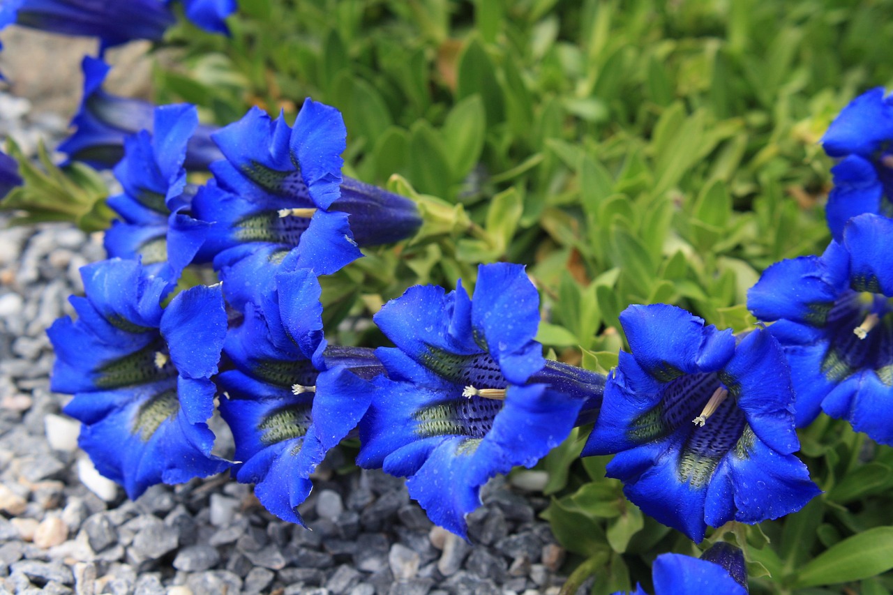Blauer Enzian unter den Alpenblumen für den Garten
