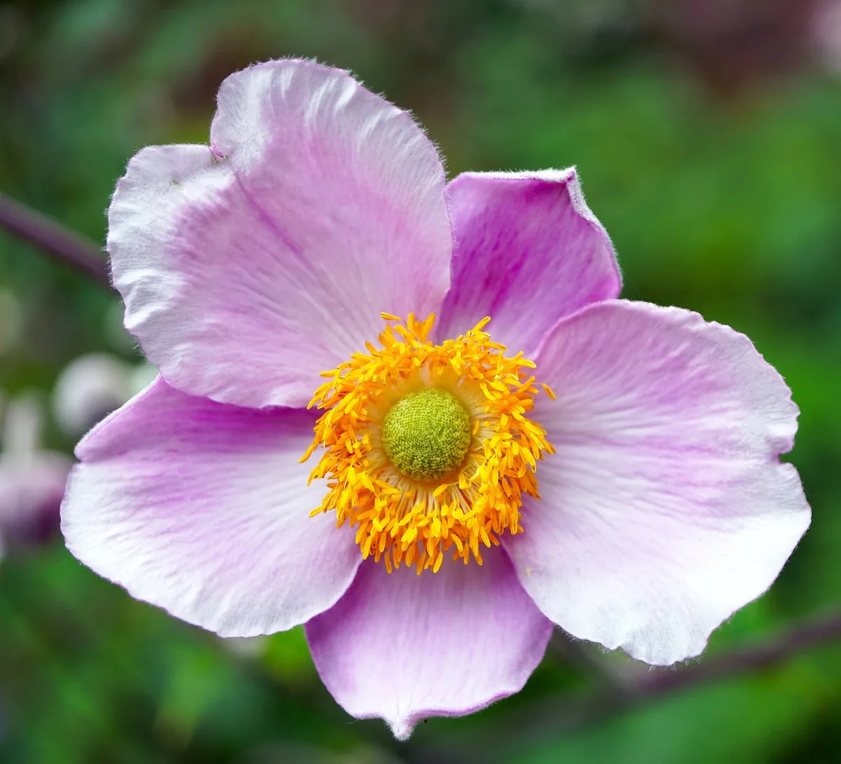 Rosa Herbstanemone für einen halbschattigen Standort