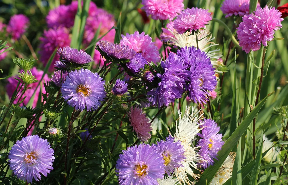Violette Astern als farbenfrohe Herbstblumen im Garten