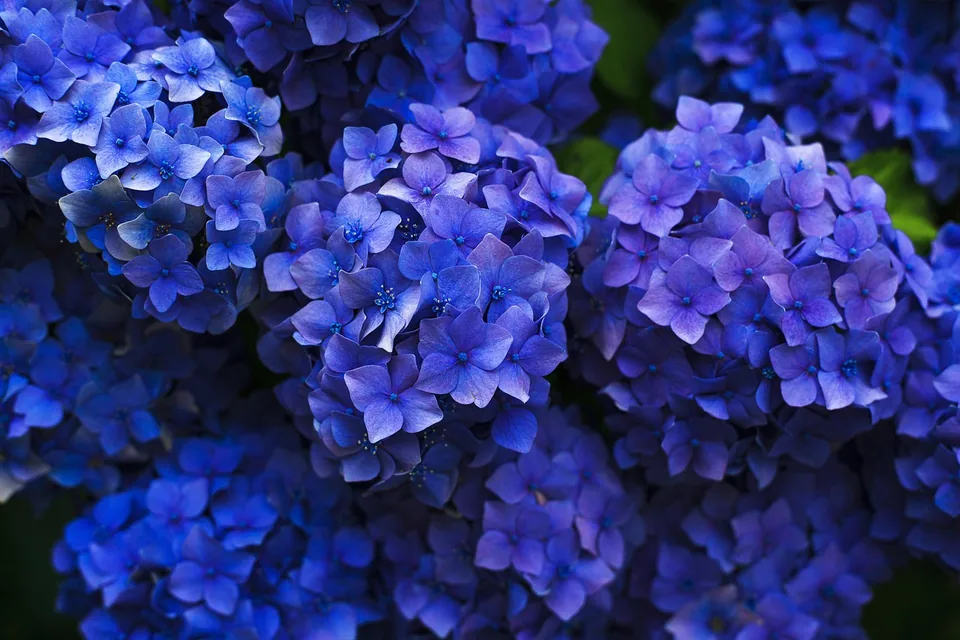Blaue Hortensien als Blütensträucher für den Garten