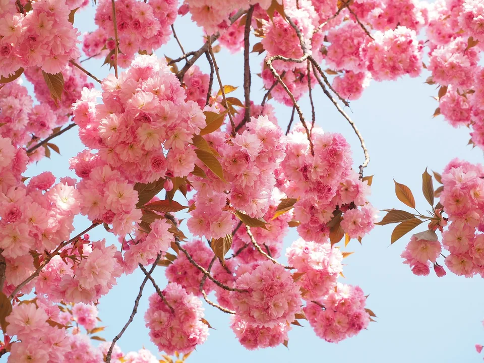 Rosafarbene Blüten einer Japanischen Zierkirsche