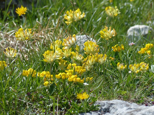 Gelbe Blütenköpfe des Echten Wundklees