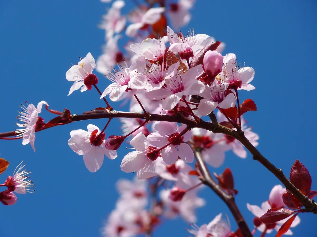Zarte Kirschblüten als Symbol des Neubeginns