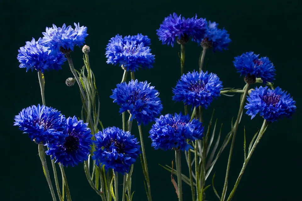 Blaue Kornblumen in einem sonnigen Beet