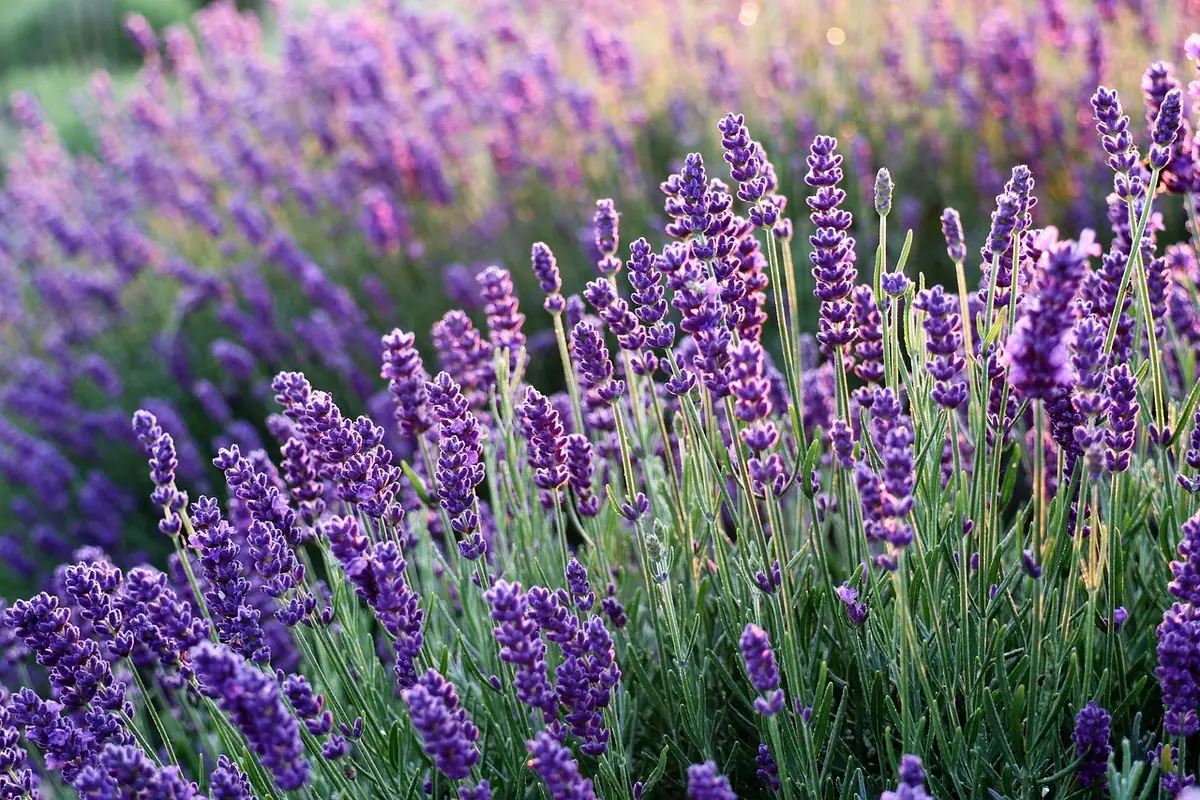 Violetter Lavendel für Ruhe und Gelassenheit